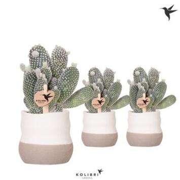 image CACTUS OPUNTIA ALBISPINA CERAM