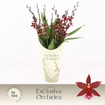 image ORCHIDEE BURRAGEARA 7BR BARROCCO RED