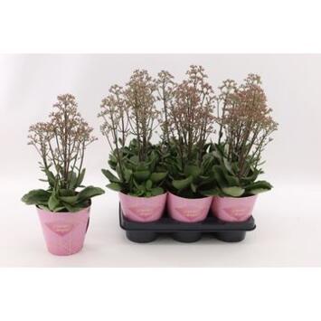 image KALANCHOE HUMILIS SURPRISING CANYON