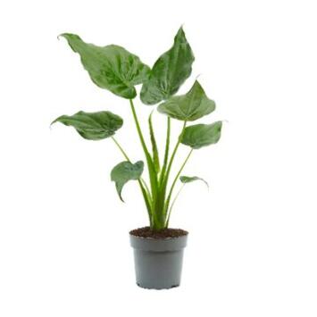 image ALOCASIA CUCULLATA