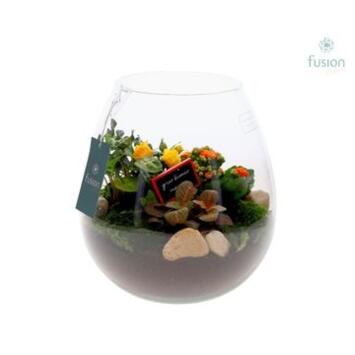 image COMPO 4 PLANTES VERRE