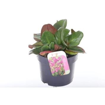 image BERGENIA EROICA