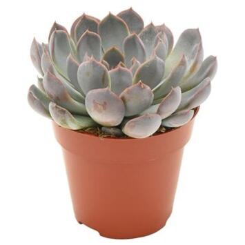 image ECHEVERIA SUMMER