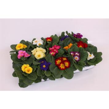 image PRIMEVERE ACAULIS