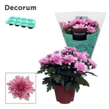 image DENDRANTHEMA 3PP ROSE