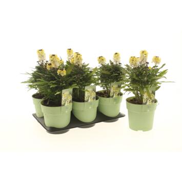 image ERYSIMUM LEMON GLOW