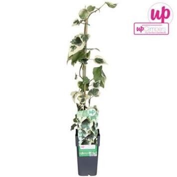 image HEDERA DENTATA VARIEGATA