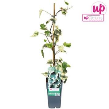 image HEDERA DENTATA VARIEGATA