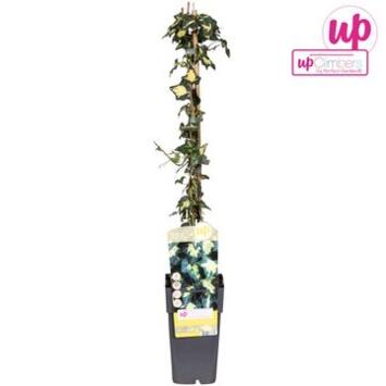 image HEDERA GOLDHEART TUTEUR