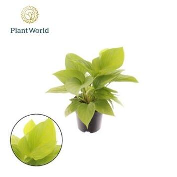 image HOMALOMENA LEMON LIME