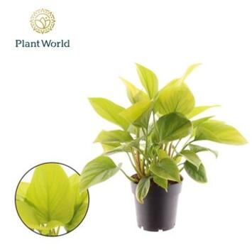 image HOMALOMENA LEMON LIME