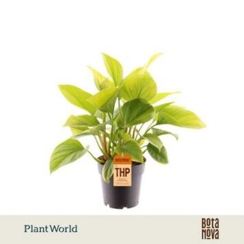 image HOMALOMENA LEMON LIME