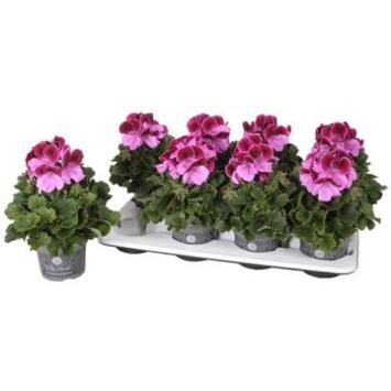image PELARGONIUM GRANDIFLORUM DON ROMIRO