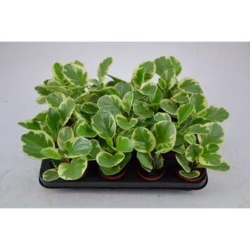 image PEPEROMIA OBTUSIFOLIA VARIEGATA