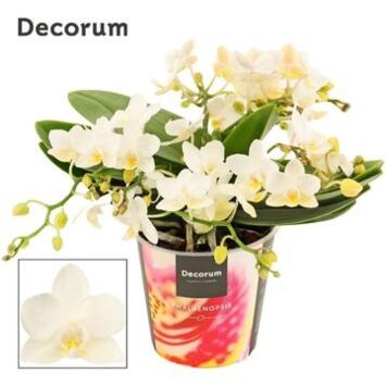 image PHALAENOPSIS 4BR BLANC WHITNEY