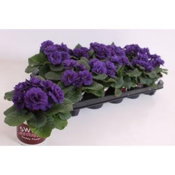 image PRIMEVERE ACAULIS FL DBLE BLEUE