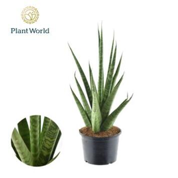 image SANSEVIERIA CYLINDRICA