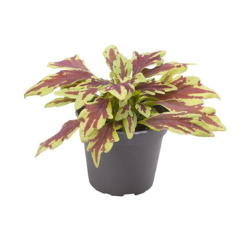 image COLEUS BLUMEI LE FREAK