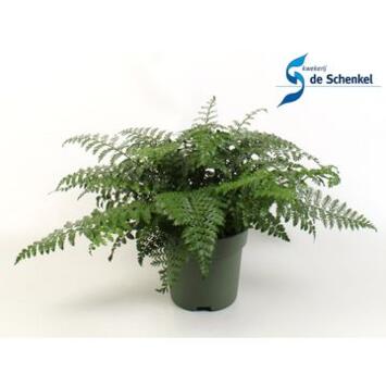 image ASPLENIUM PARVATI