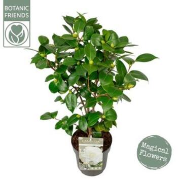 image CAMELLIA JAPONICA NUCCIO S GEM