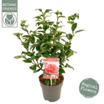 image CAMELLIA JAPONICA MARY WILLIAMS