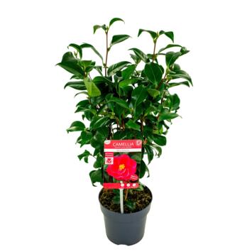 image CAMELLIA JAPONICA MARY WILLIAMS