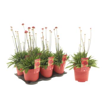image ARMERIA BALLERINA RED