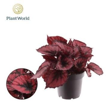 image BEGONIA MAGIC COLOR RED KISS