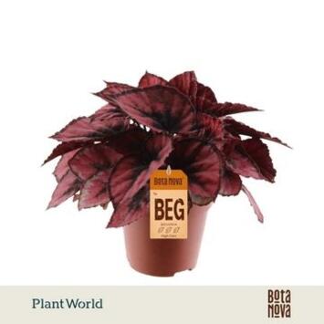 image BEGONIA MAGIC COLOR RED KISS