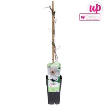 image CLEMATITE MISS BATEMAN