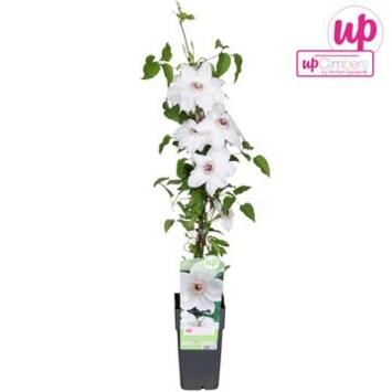 image CLEMATITE MISS BATEMAN