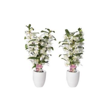 image DENDROBIUM 3BR NOBILE APOLLON CERAM