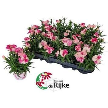 image OEILLET SPRINT PINK