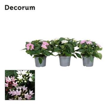 image PENTAS STARCLUSTER