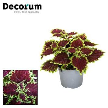 image PLECTRANTHUS MAIN STREET BOURBON STREET