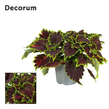 image PLECTRANTHUS MAIN STREET BOURBON STREET