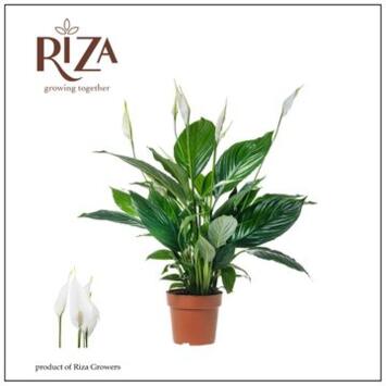 image SPATHIPHYLLUM PICO CUPIDO