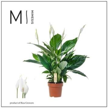 image SPATHIPHYLLUM PICO CUPIDO