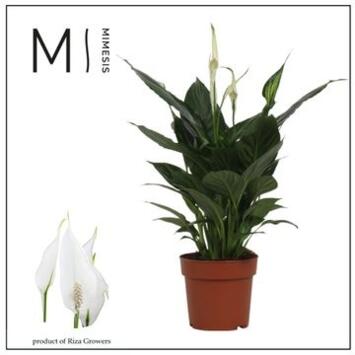 image SPATHIPHYLLUM PICO CUPIDO