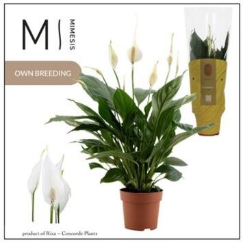 image SPATHIPHYLLUM PICO CUPIDO