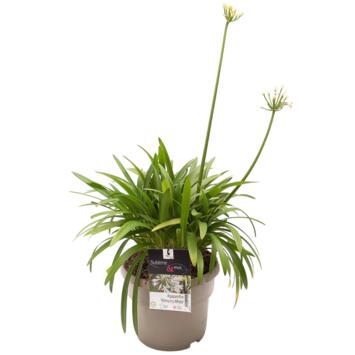 image AGAPANTHE KILMURRY WHITE