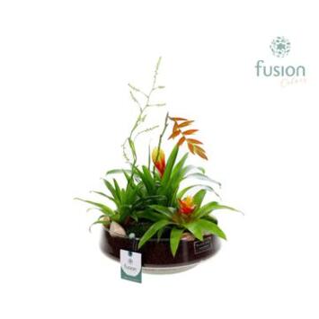 image COMPO BROMELIACE VARIE VERRE
