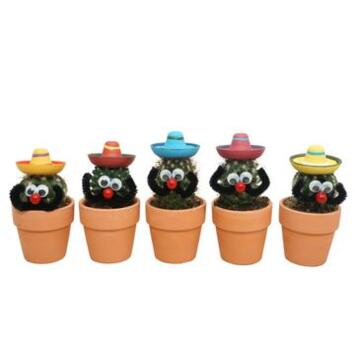 image CACTUS VARIES MEXICAIN P TERRE