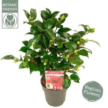 image CAMELLIA JAPONICA BLACK LACE
