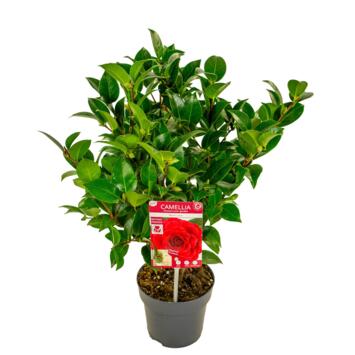 image CAMELLIA JAPONICA BLACK LACE