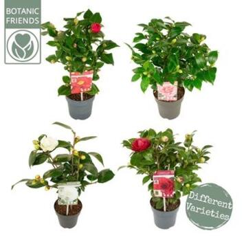 image CAMELLIA JAPONICA