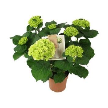 image HORTENSIA 7FL HI ICE