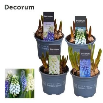 image MUSCARI