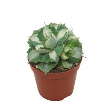 image ECHEVERIA AGAVOIDES OUHI-RAIJIN