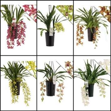 image CYMBIDIUM 2BR VARIE